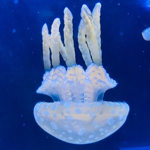 Meet your Posher, Chunky